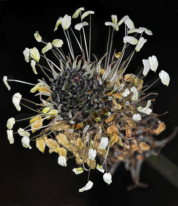 English Plantain, Plantago lanceolata