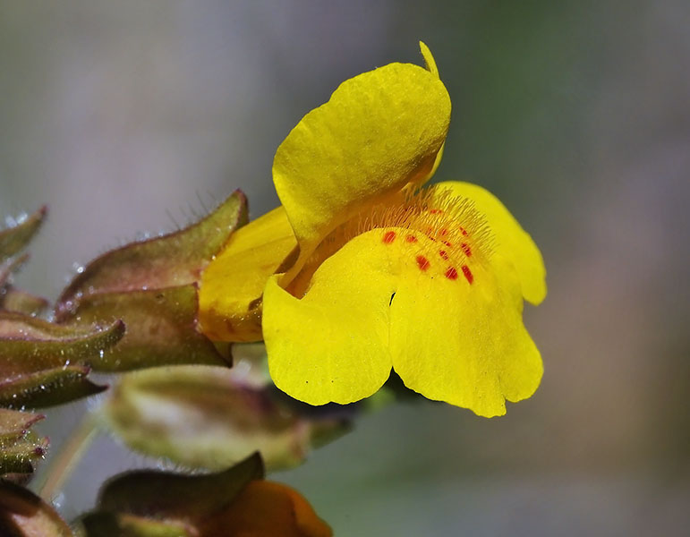 Seep-spring Monkeyflower, Erythranthe guttata