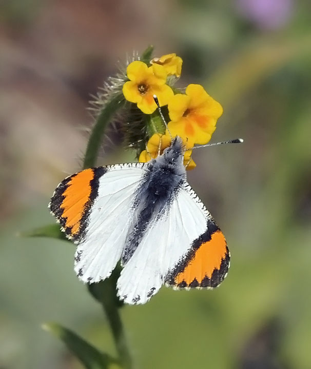 Sara Orange-tip