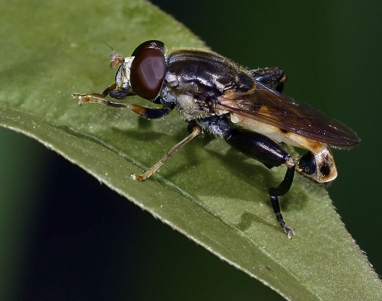 Syrphid Fly, Tropidia quadrata, male