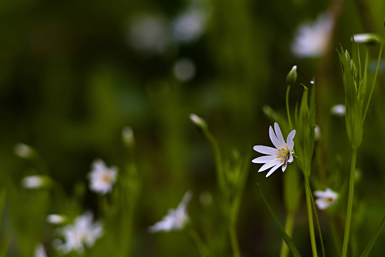 Gwiazdnica wielkokwiatowa (<i>Stellaria holostea L.</i>)