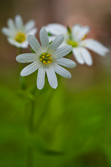 Gwiazdnica wielkokwiatowa (<i>Stellaria holostea L.</i>)