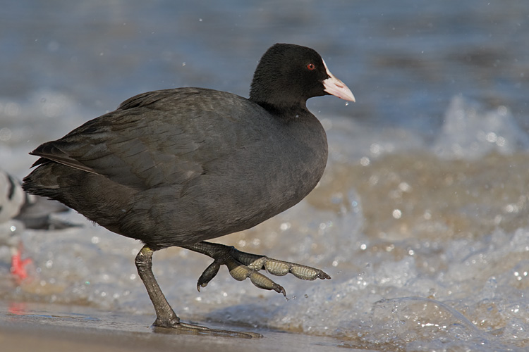 Lyska (<i>Fulica atra</i>)