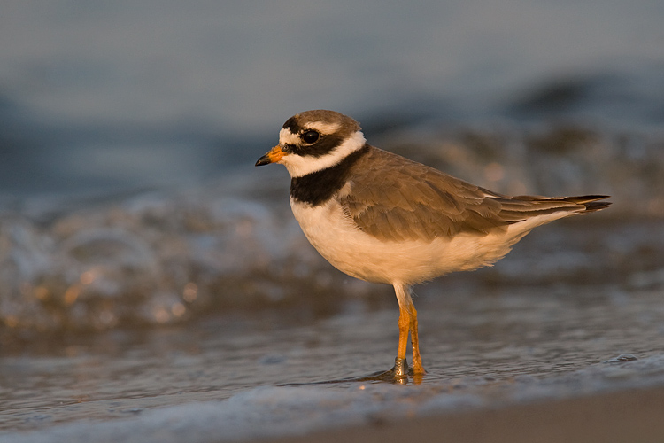 Sieweczka obrozna (<i>Charadrius hiaticula</i>)