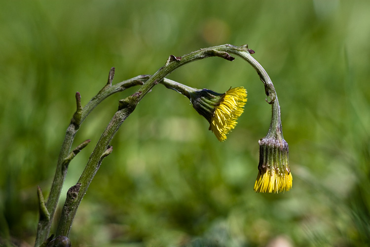Podbial pospolity (<i>Tussilago farfara L.</i>)