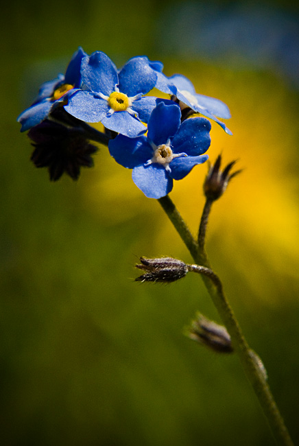 Niezapominajka polna (<i>Myosotis arvensis</i>)