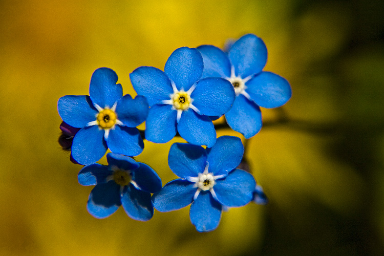 Niezapominajka polna (<i>Myosotis arvensis</i>)