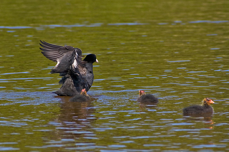 Lyska (<i>Fulica atra</i>)