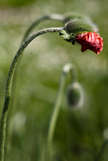 Mak (Papaver L.)
