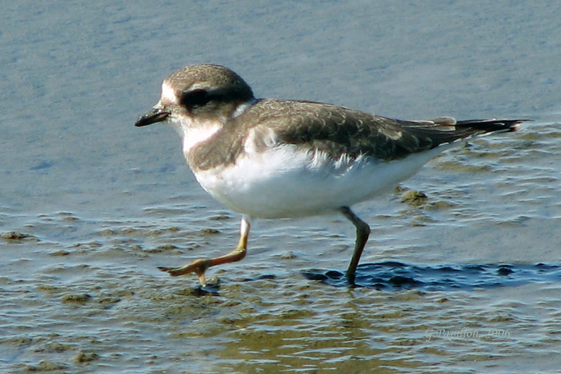 Semipalmated Plover / Pluvier Semipalm