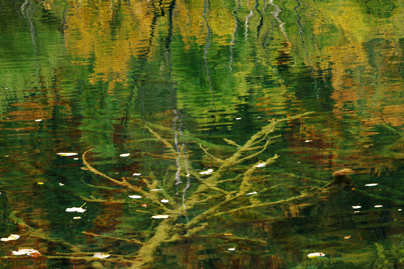 Drowned tree