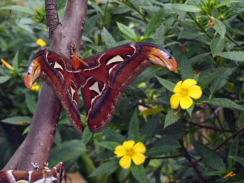 Mariposario de Benalmdena