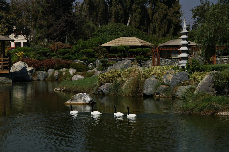 La Serena - swans in the Japanese Garden