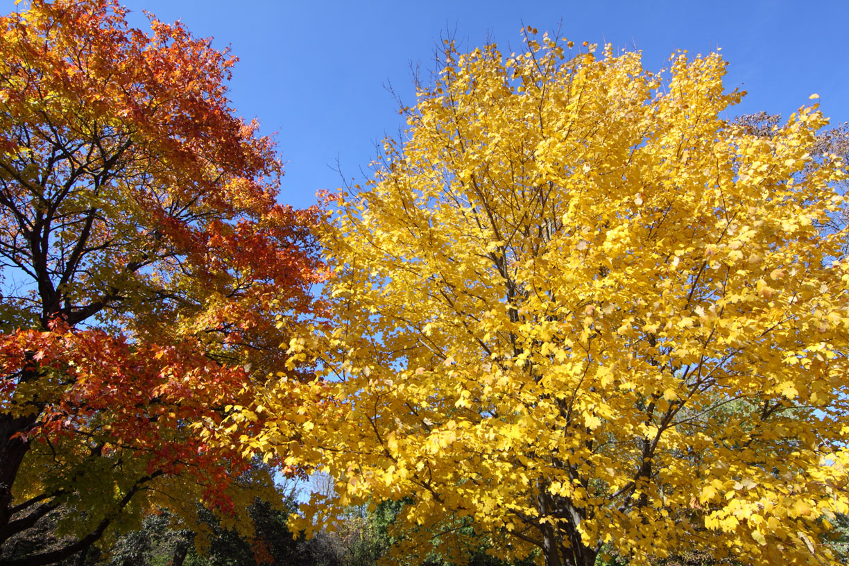 Crimson and Gold