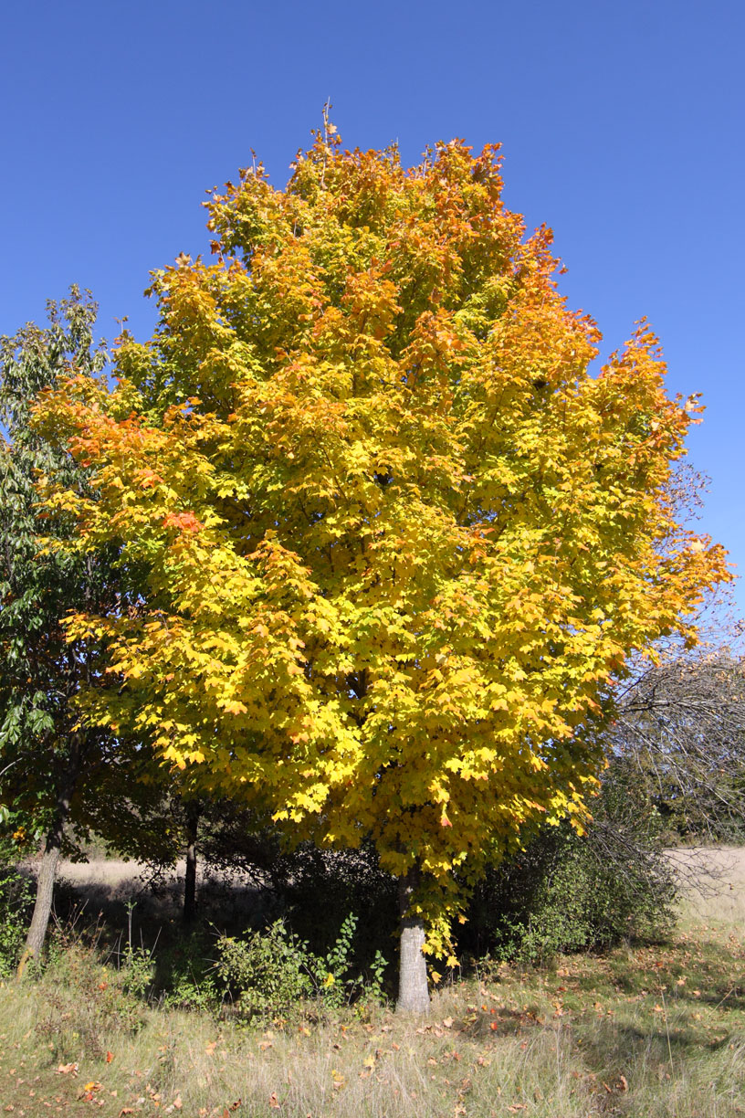 Fall in Kane County
