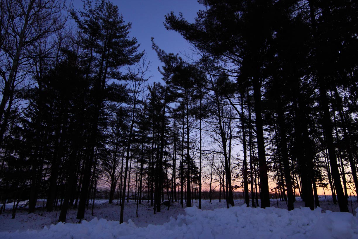 December Evergreens