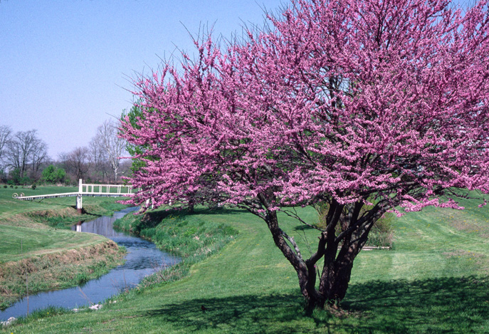 Flowering Crabtree