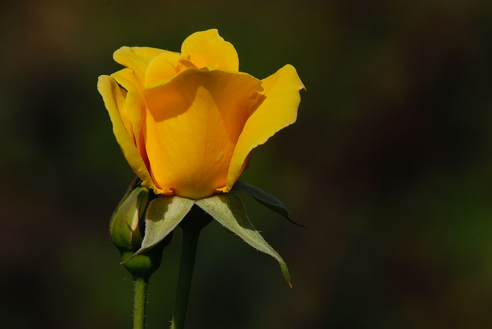 D24_9066.jpg