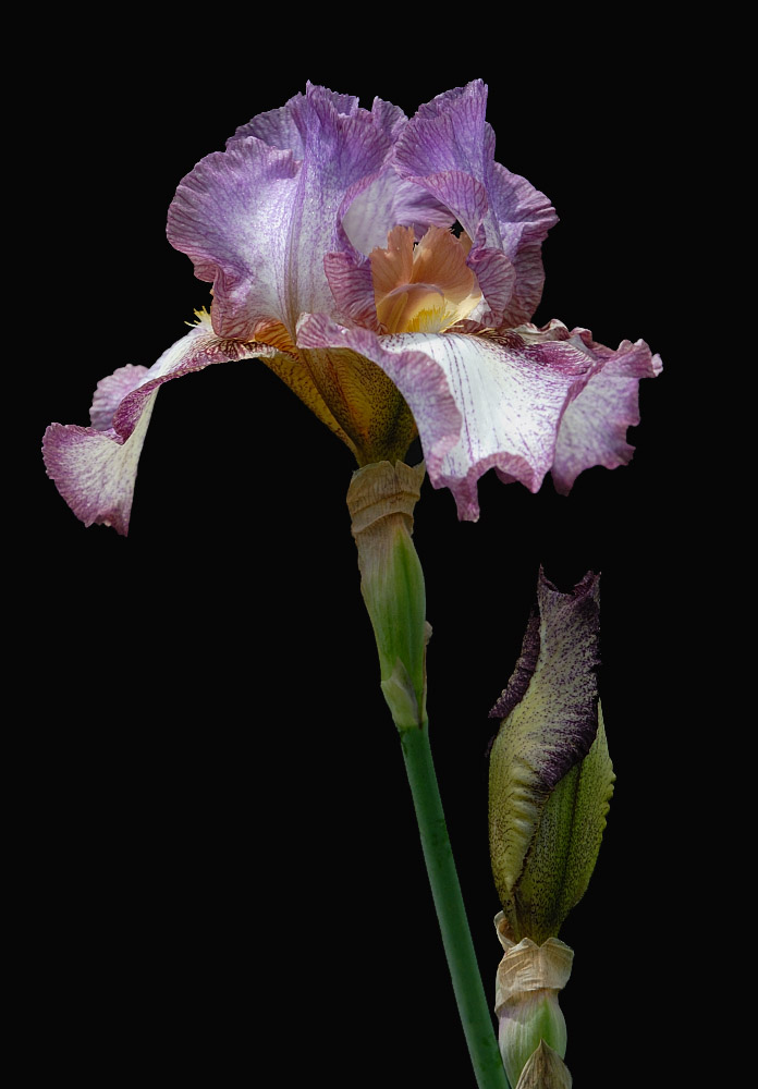 D25_8242 R.jpg