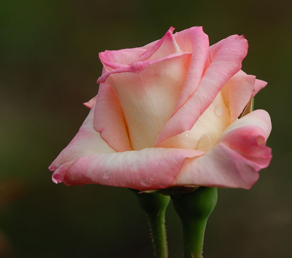 D25_8101.jpg