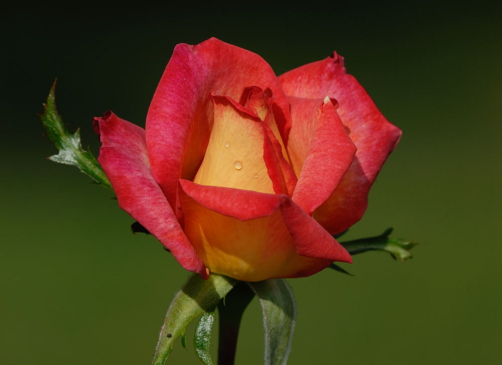 D26_7085.jpg