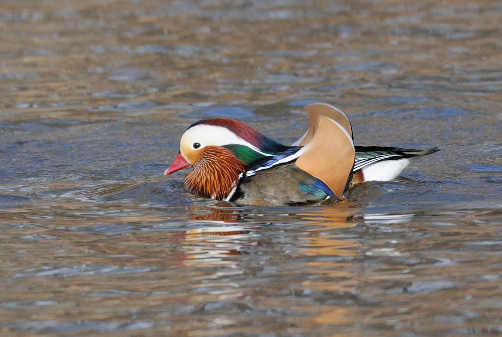 D31_3961.jpg
