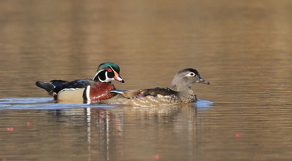 D31_9831.jpg