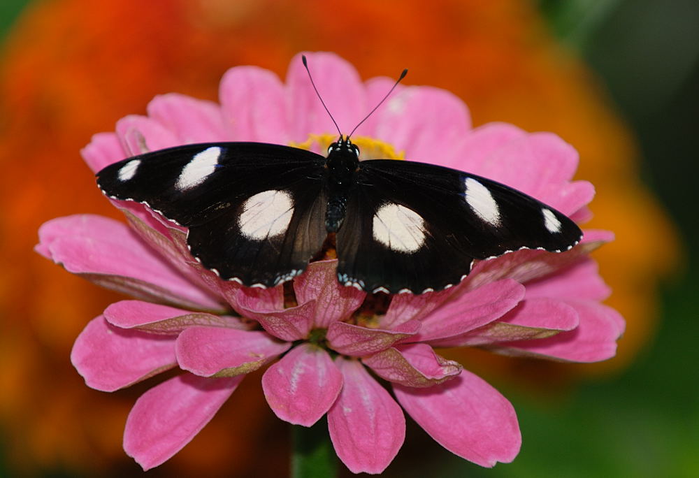 D23_9663.jpg