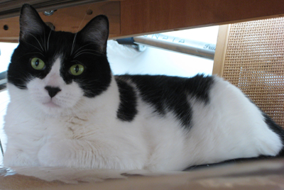 Max 2009