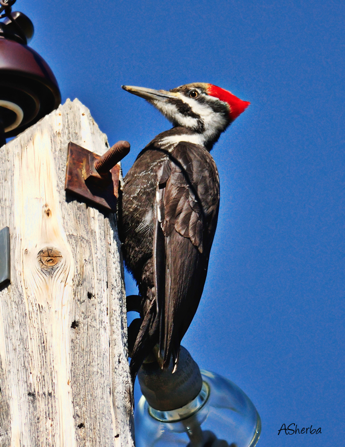 Pileated-Woodpecker-May12010.jpg