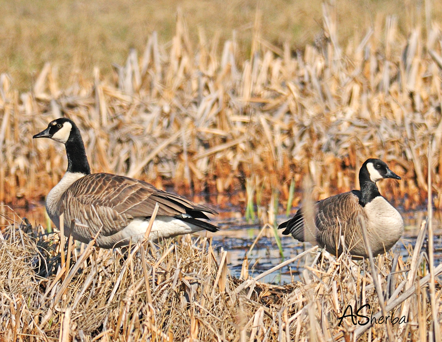 May2010CanadaGeese.jpg