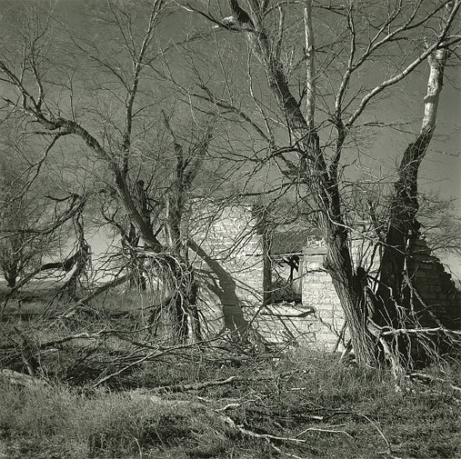landscape with broken trees