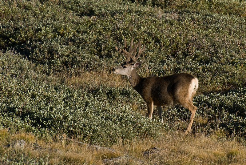 A Return To Mount Evans