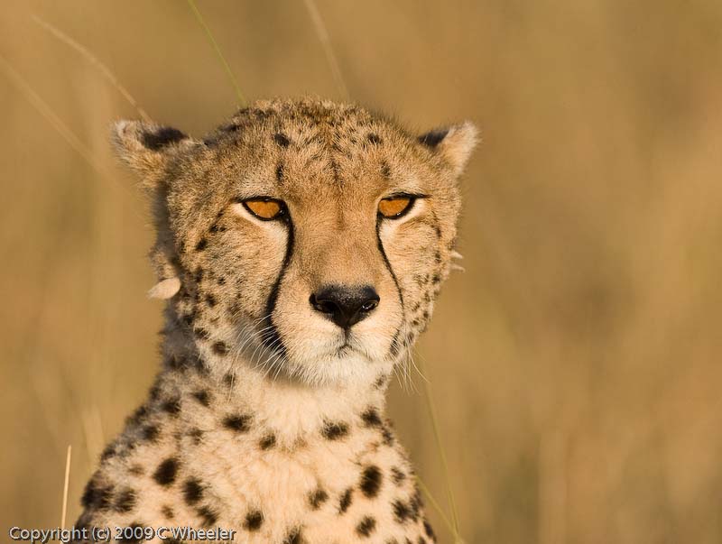 Ive wanted a picture of a cheetah with these glowing eyes forever.  Finally got one!