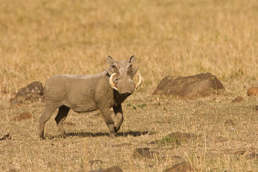 No hair on this one but quite big tusks.