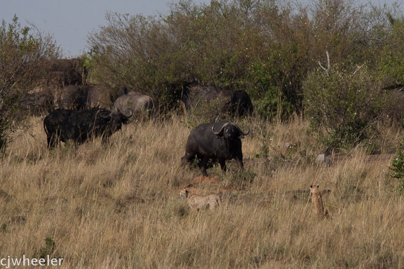 We were photographing next to the filming of Disneys African Cats movie