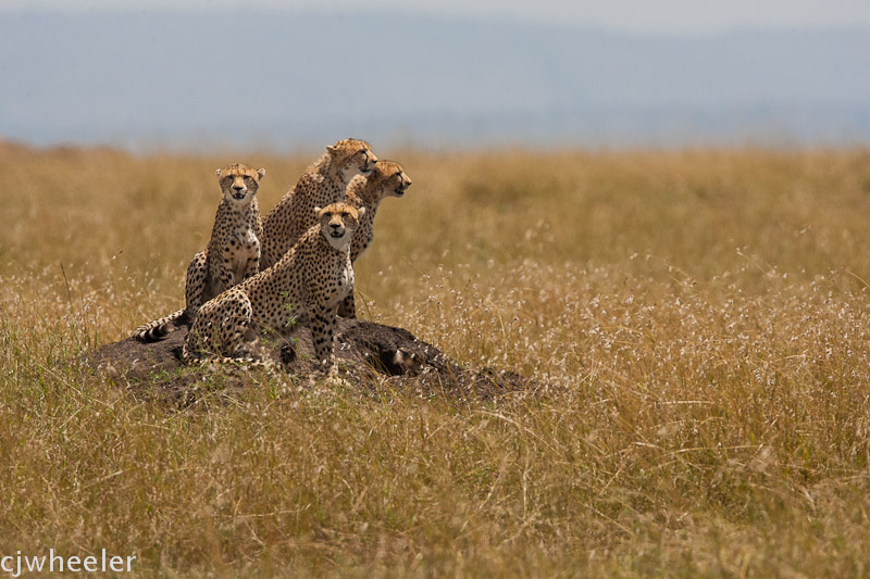 The stars of the Disney African Cats movie