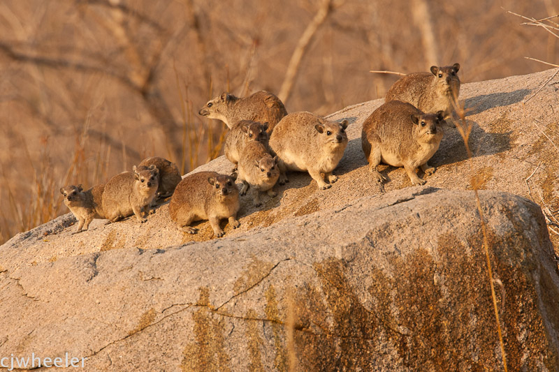 Rock dassies