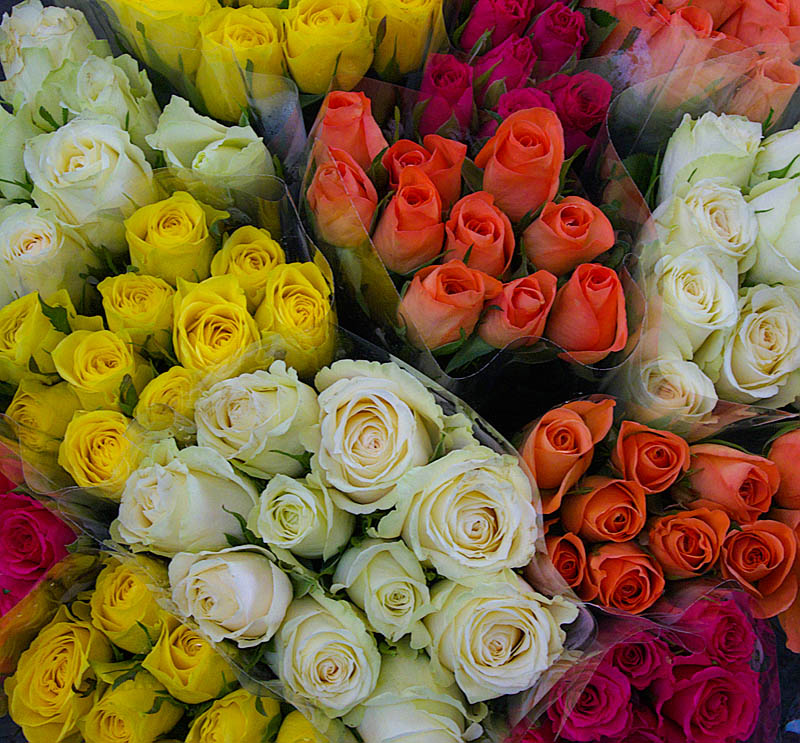 Roses by Flick Merauld