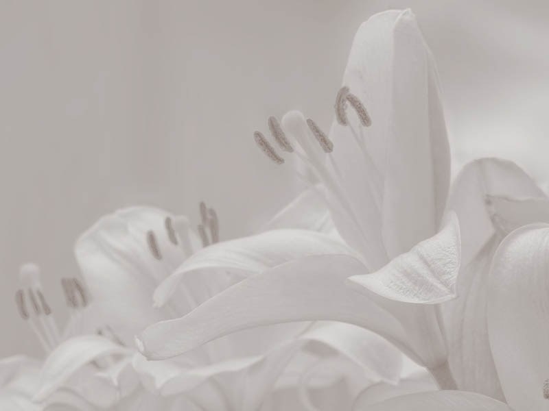 lillies - brent