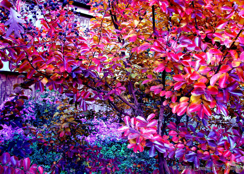 The back garden by Laurie B. Adams
