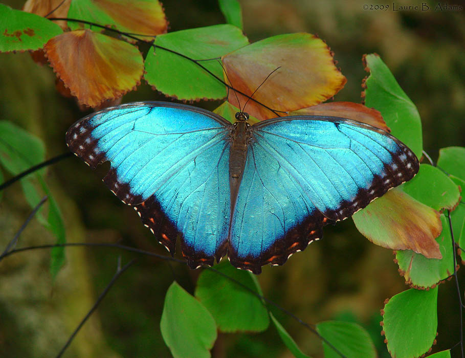 1st Place (tie)<br>Butterfly 2 by Laurie B. Adams