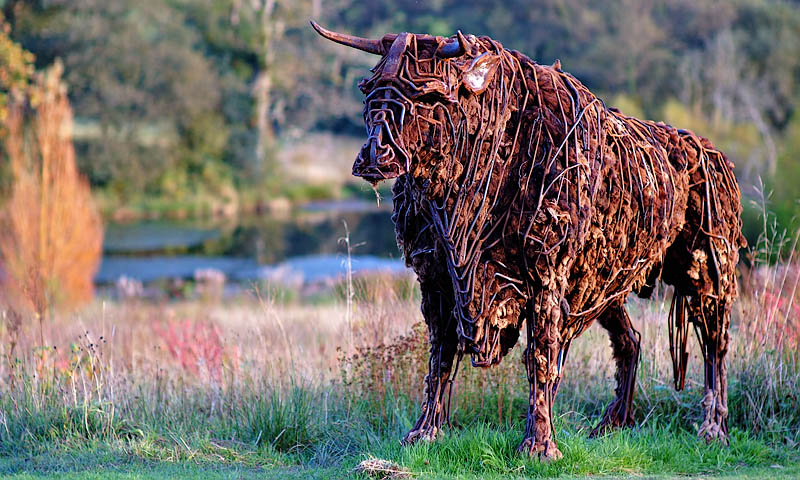 No bull