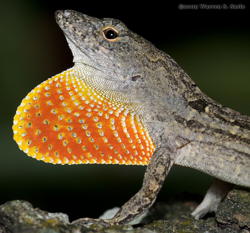Cuban Anole by Warren Sarle