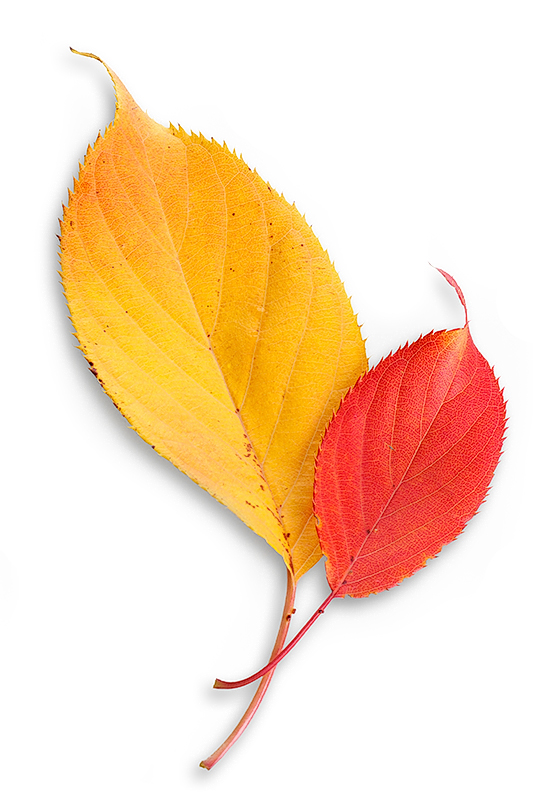 Autumn leaves from Green Farm by Quentin Bargate