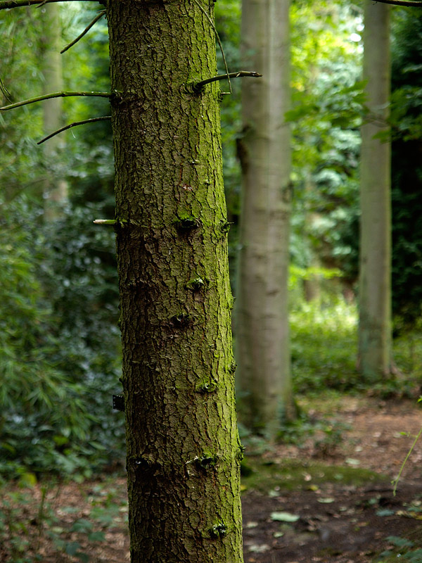 Trees by Flick Merauld