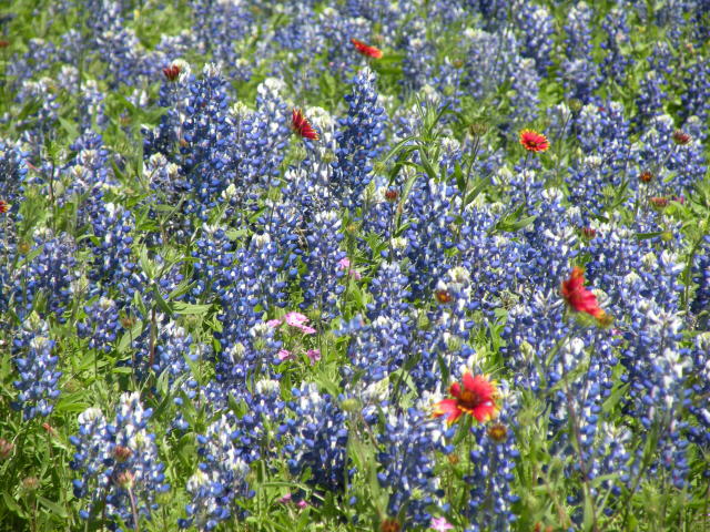 Texas wildflowers April 2010-90.jpg