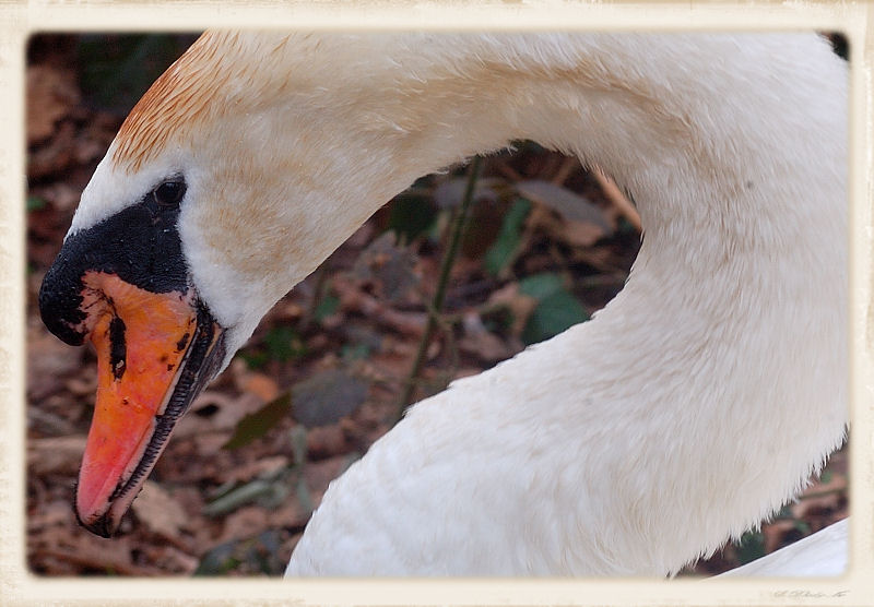 Swan head.