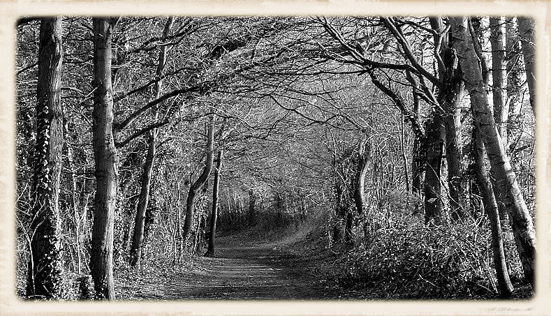 Trees.