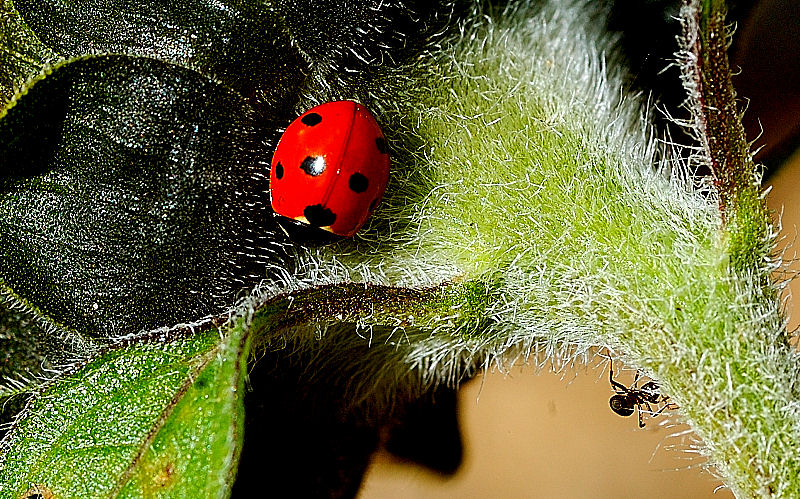 Ladybird and the Ant